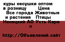 куры несушки.оптом 160 в розницу 200 › Цена ­ 200 - Все города Животные и растения » Птицы   . Ненецкий АО,Усть-Кара п.